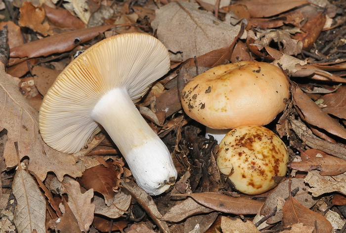 Russula maculata?